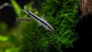 Jak rozlišit ženu z mužských řas?